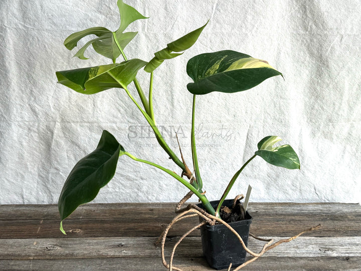 Monstera Deliciosa Aurea Variegata