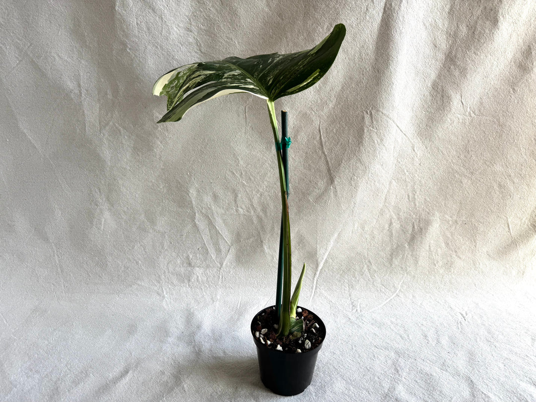 Monstera Deliciosa Albo Variegata #1