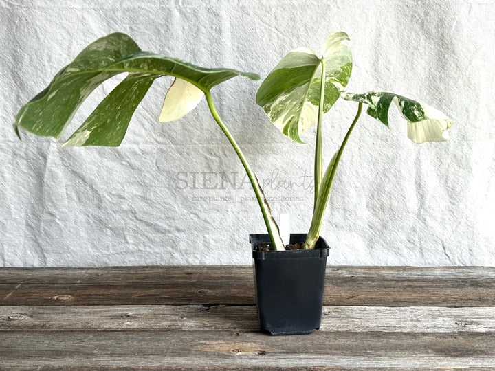 Monstera Deliciosa Albo Variegata