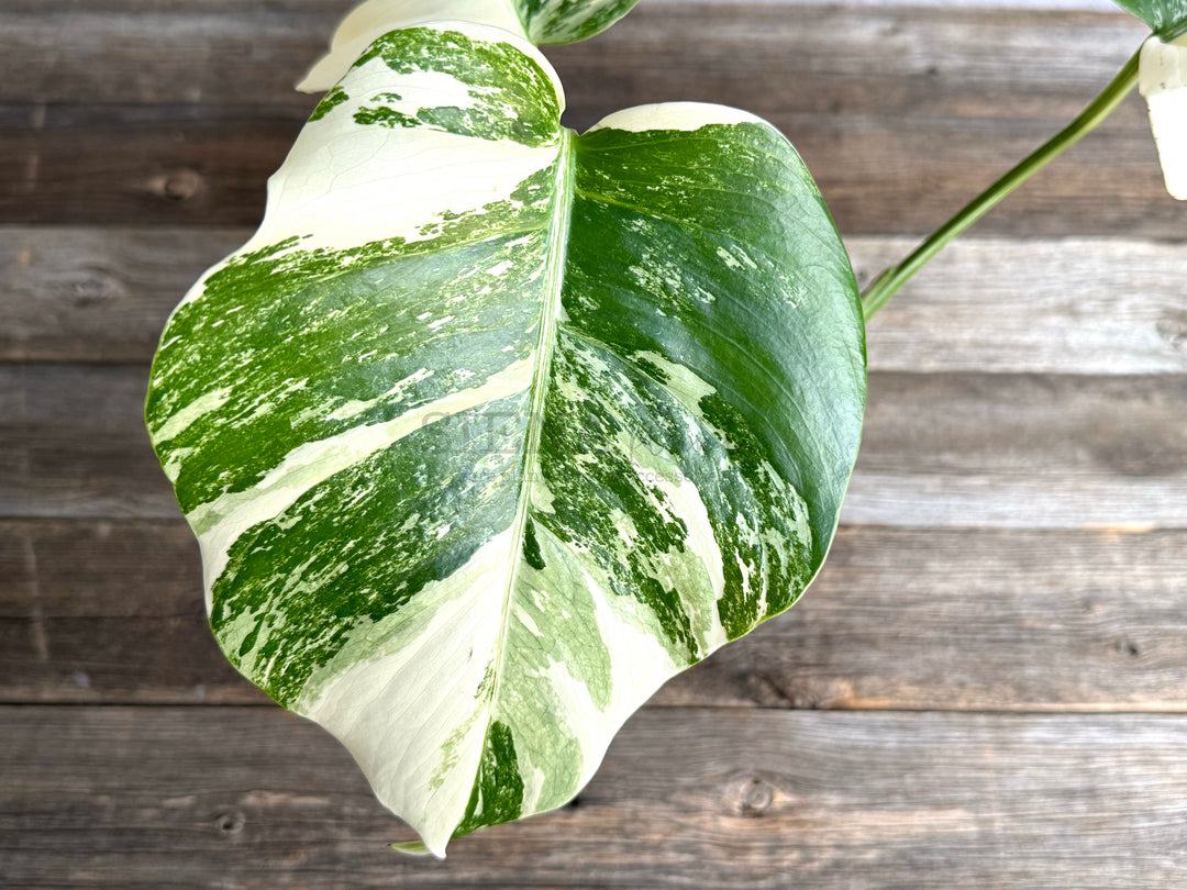 Monstera Deliciosa Albo Variegata