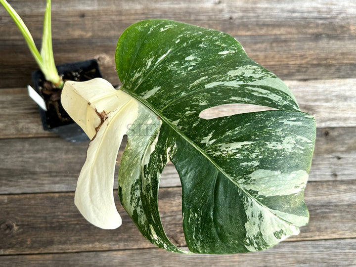 Monstera Deliciosa Albo Variegata