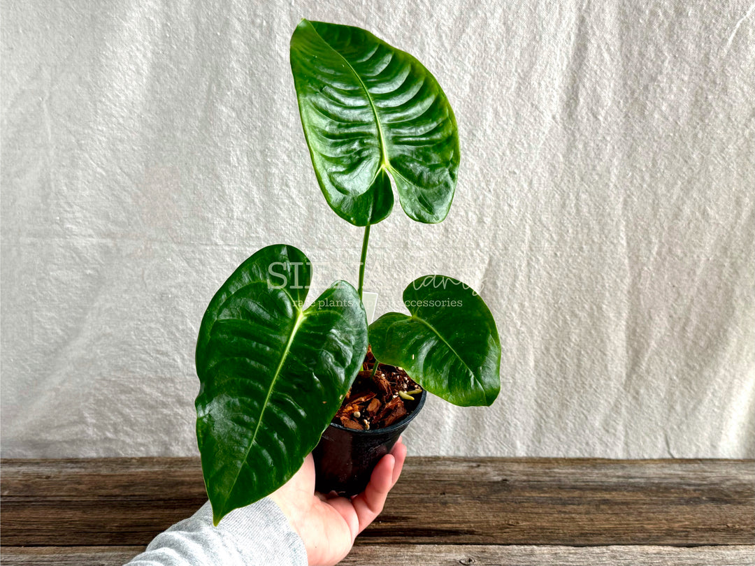 Anthurium Veitchii