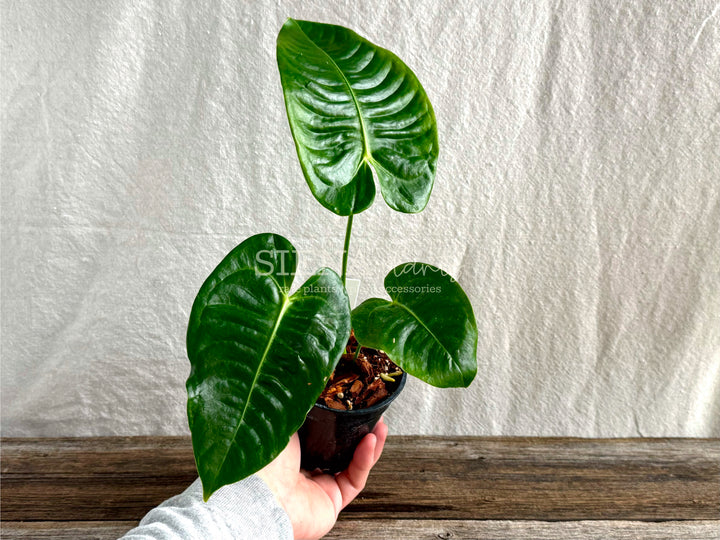 Anthurium Veitchii