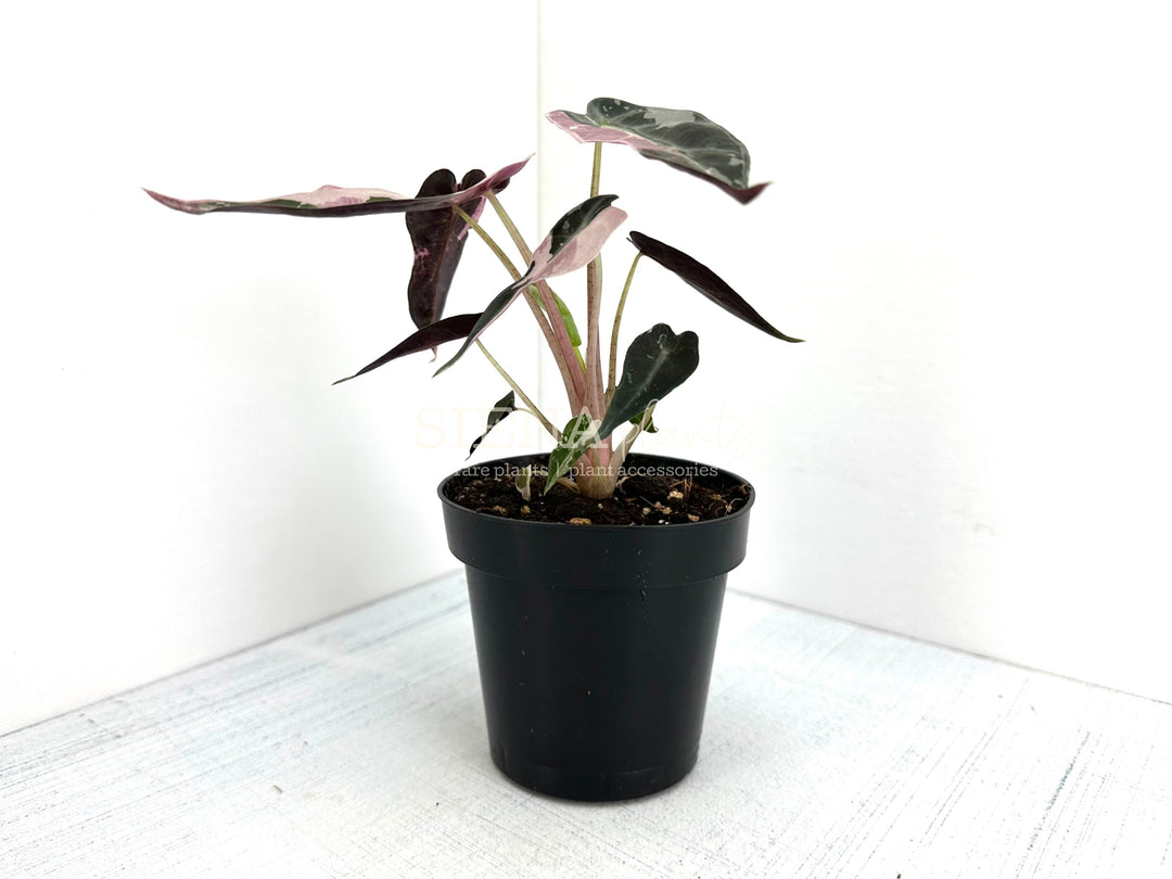 Alocasia Bambino Pink Variegated