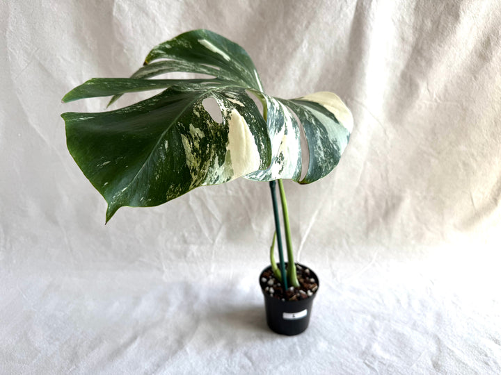 Monstera Deliciosa Albo Variegata #1