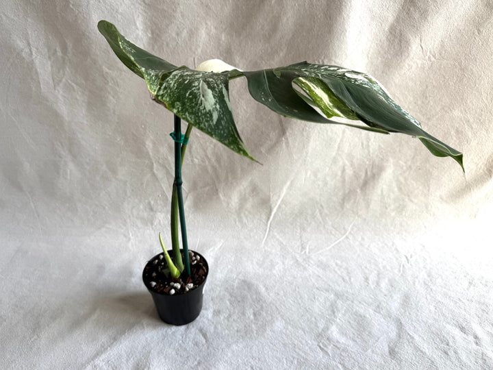 Monstera Deliciosa Albo Variegata #1