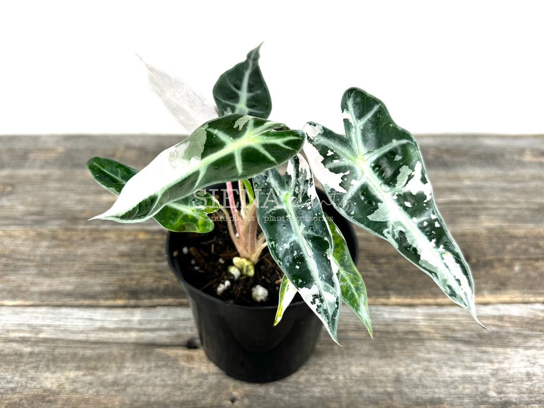 Alocasia Bambino Pink