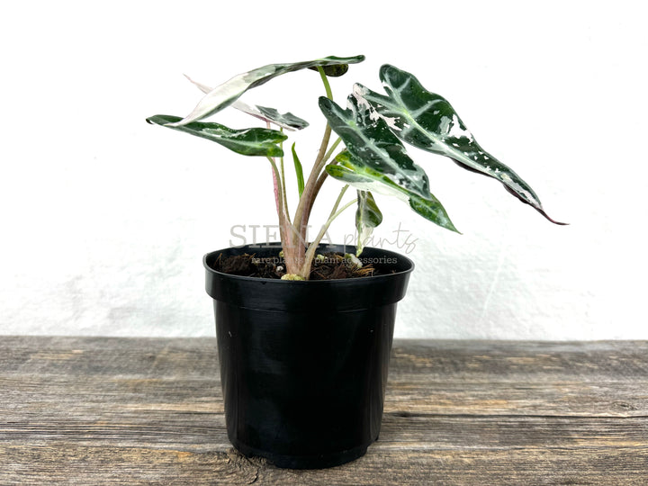 Alocasia Bambino Pink