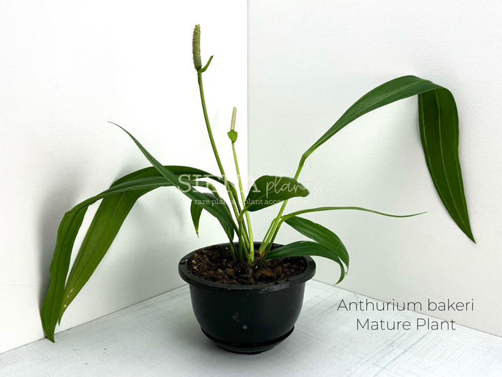 Anthurium Bakeri