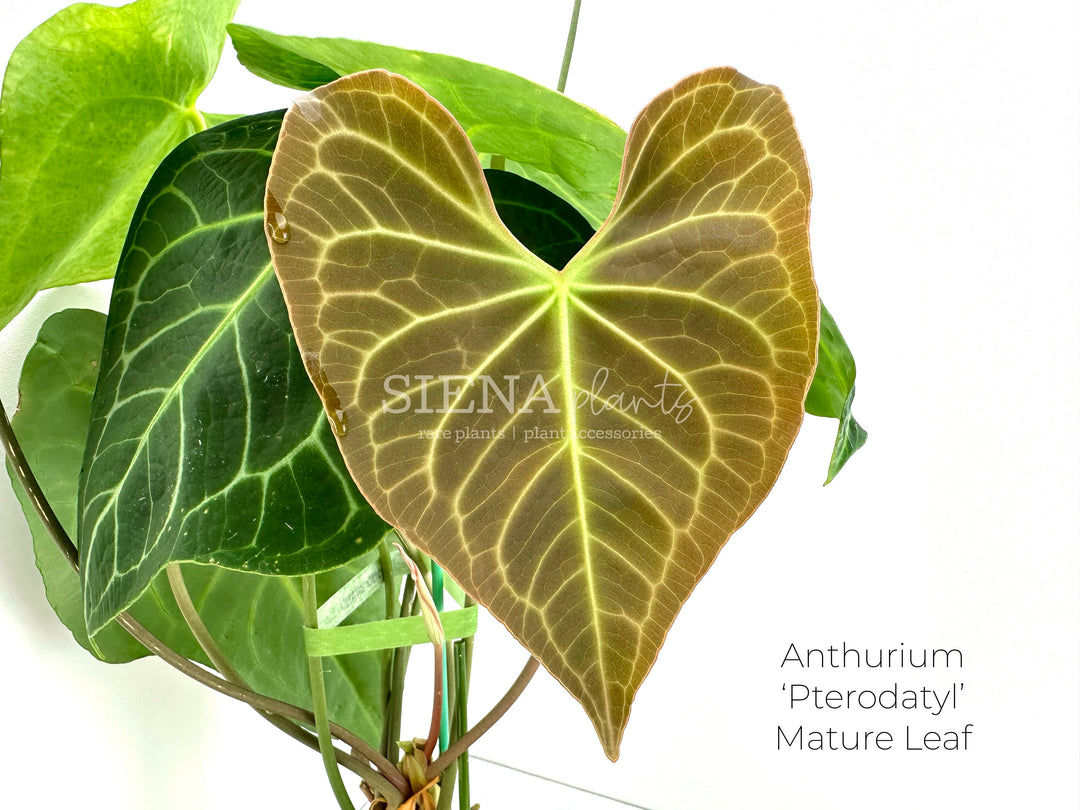 Anthurium Pterodactyl Seedling