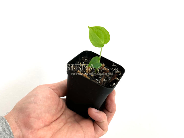 Anthurium Pterodactyl Seedling