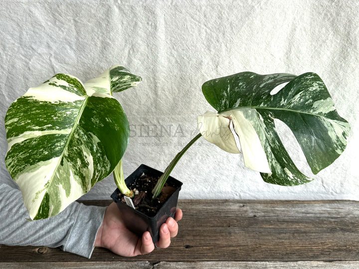 Monstera Deliciosa Albo Variegata