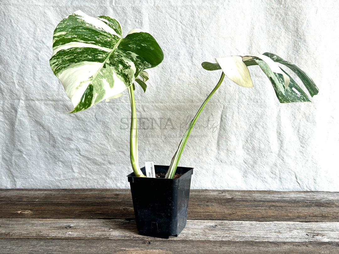 Monstera Deliciosa Albo Variegata