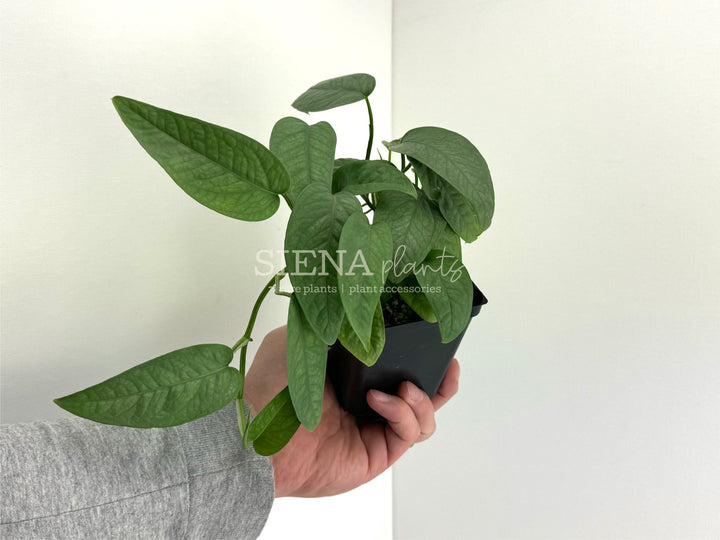 Epipremnum Pinnatum Cebu Blue Pothos