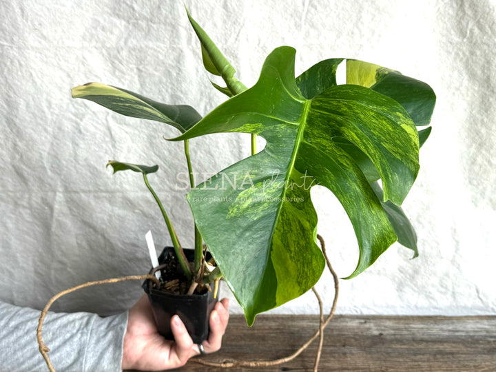 Monstera Deliciosa Aurea Variegata