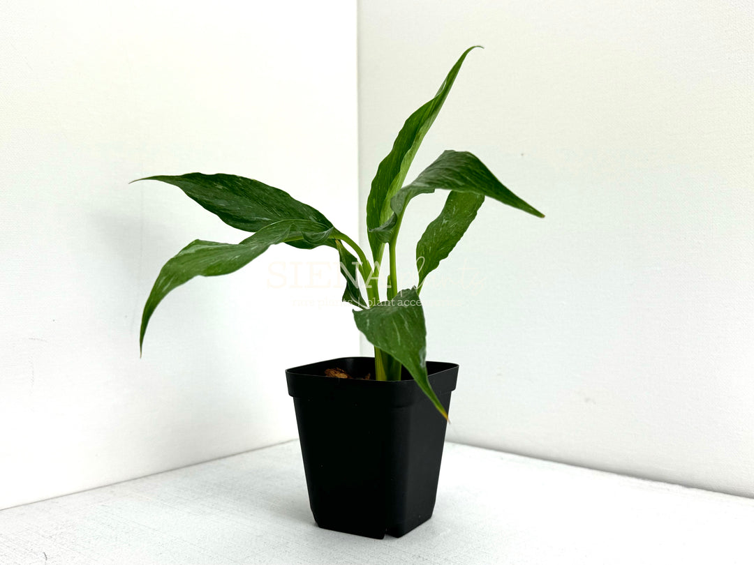 Domino Peace Lily