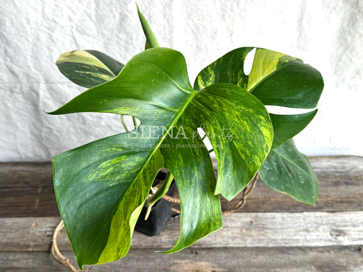 Monstera Deliciosa Aurea Variegata