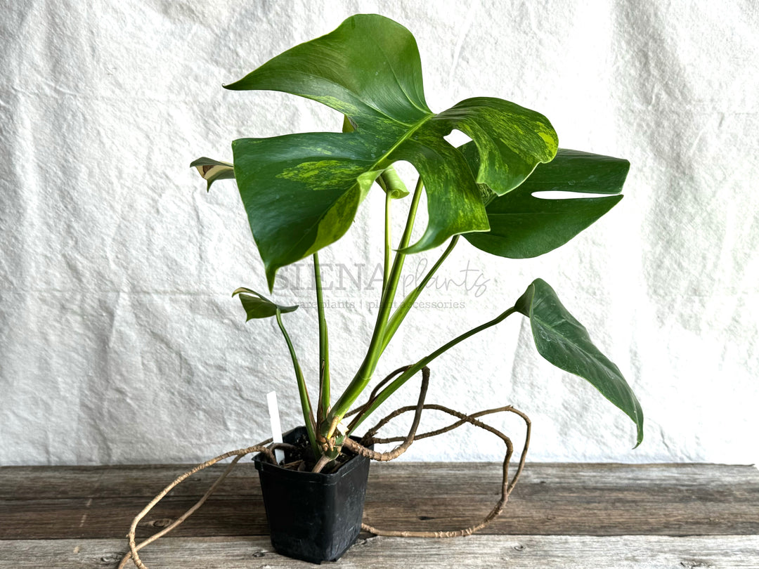 Monstera Deliciosa Aurea Variegata