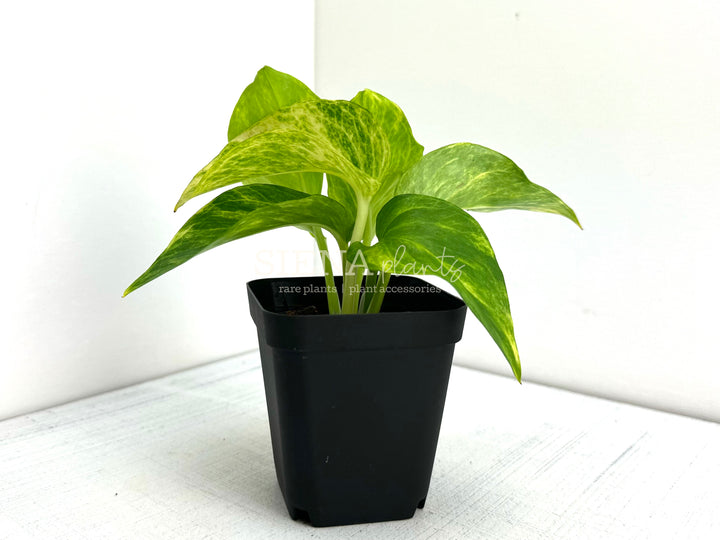 Epipremnum Aureum 'Alta Voltagem'