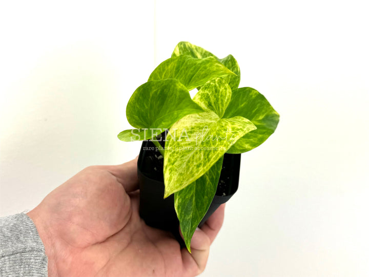 Epipremnum Aureum 'Alta Voltagem'