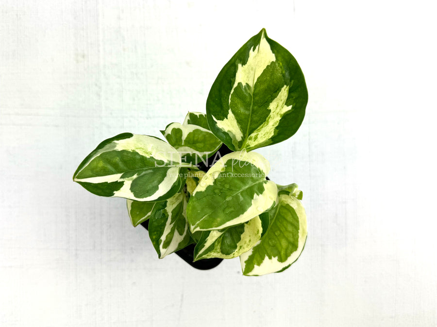 Epipremnum Aureum Glacier