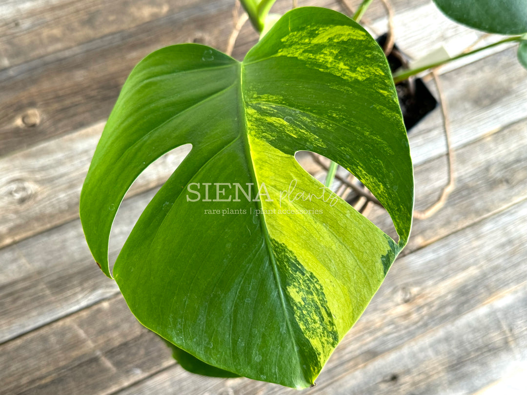 Monstera Deliciosa Aurea Variegata