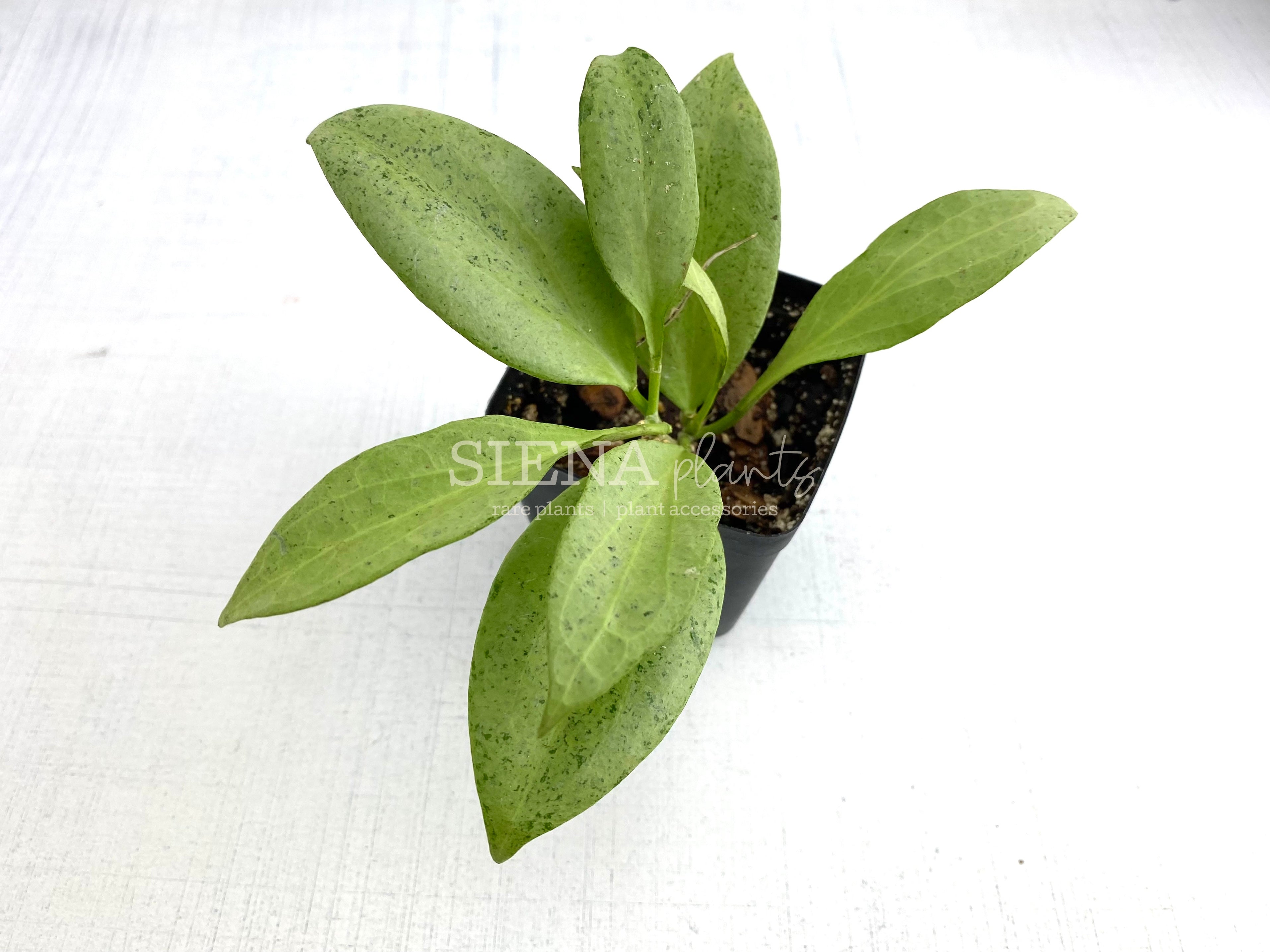 Hoya Nicholsoniae 'New Guinea Ghost' – Siena Plants