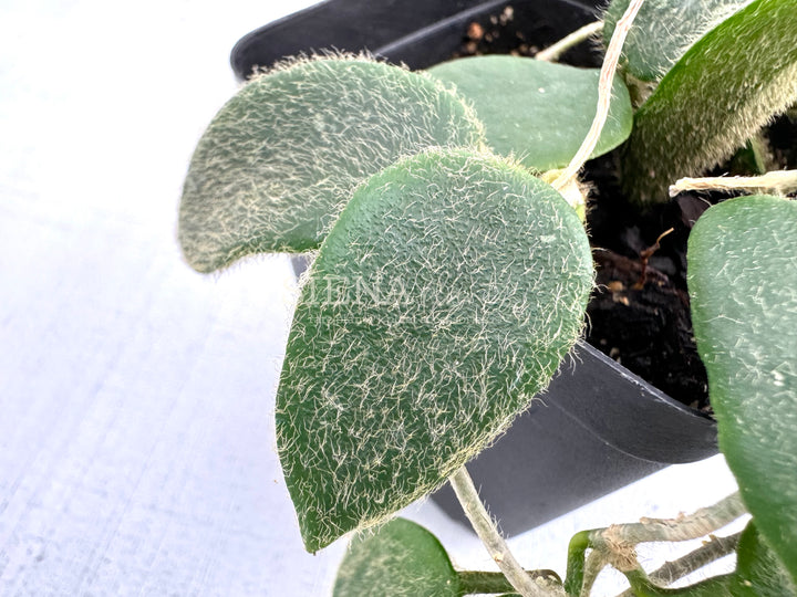 Hoya Thomsonii (white)