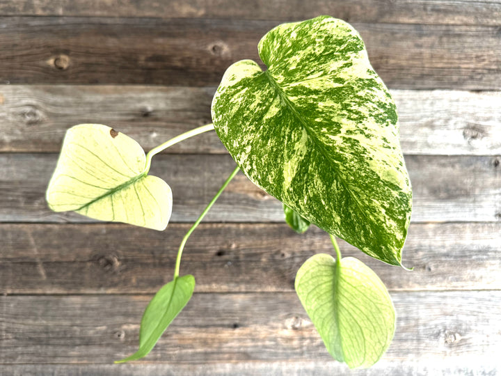 Monstera Deliciosa 'White Monster'