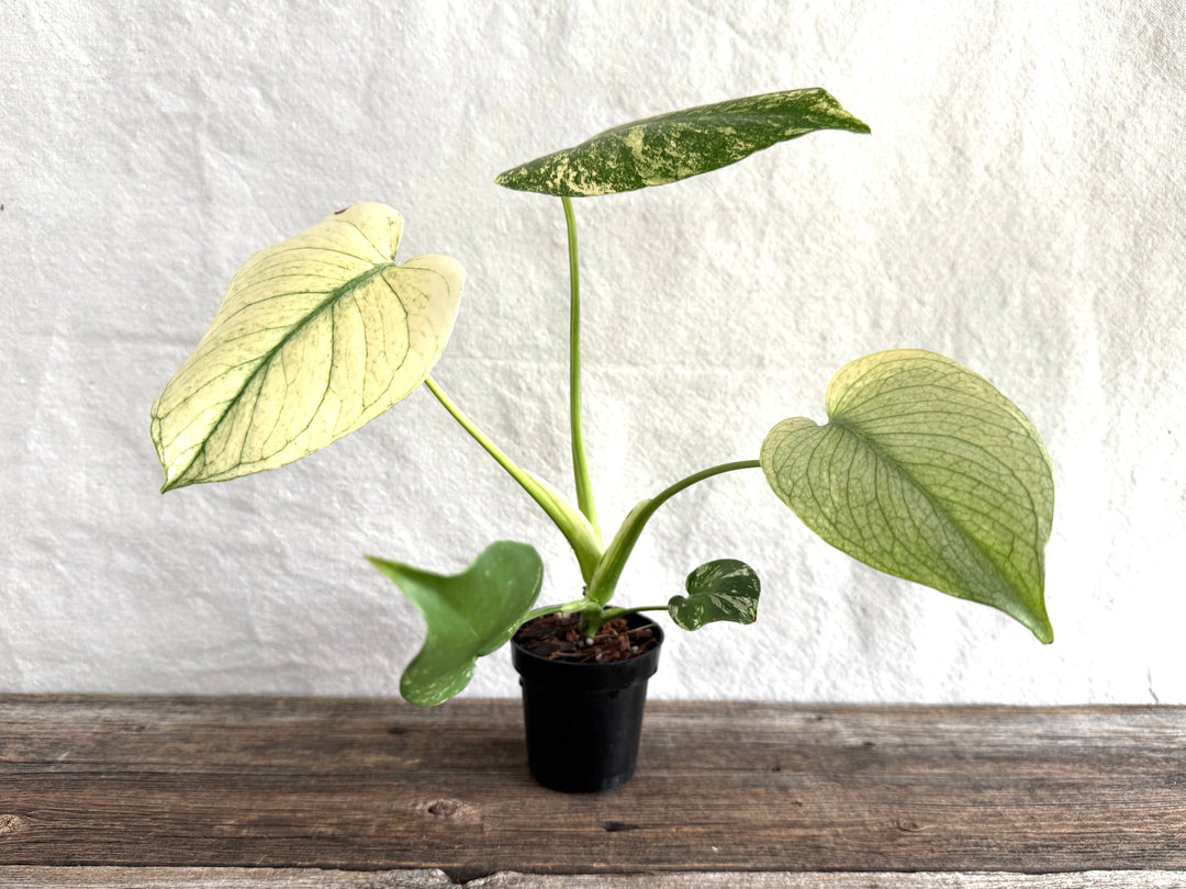 Monstera Deliciosa 'White Monster'