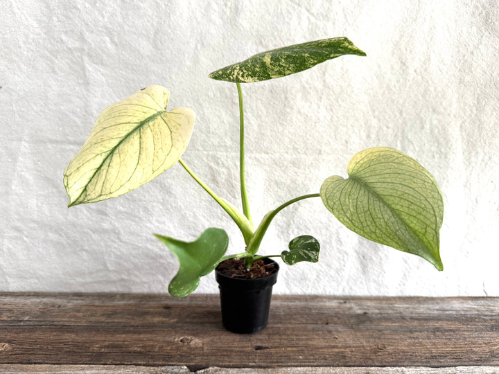 Monstera Deliciosa 'White Monster'