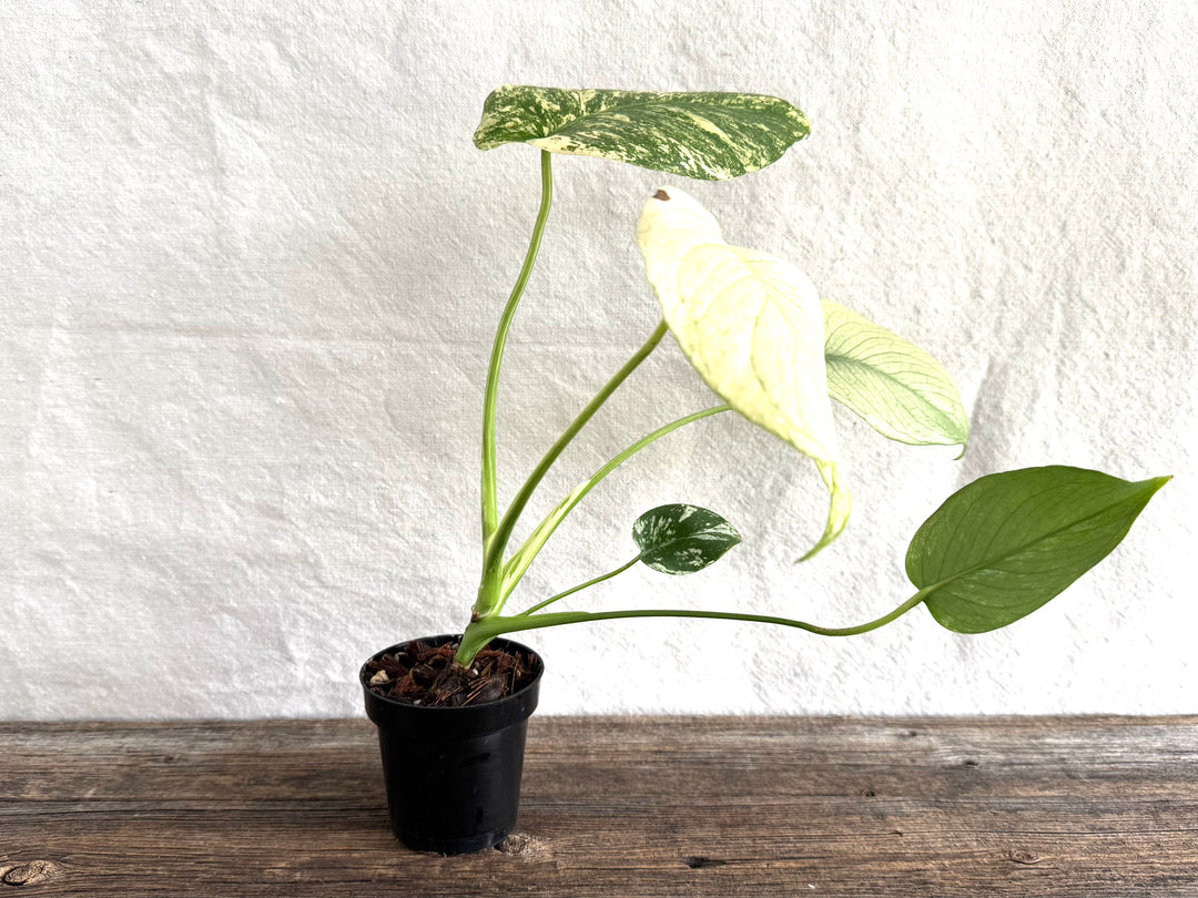 Monstera Deliciosa 'White Monster'