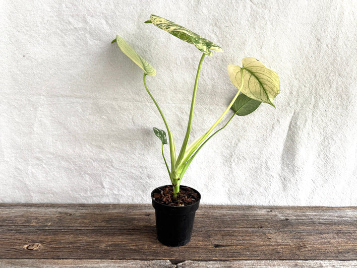Monstera Deliciosa 'White Monster'