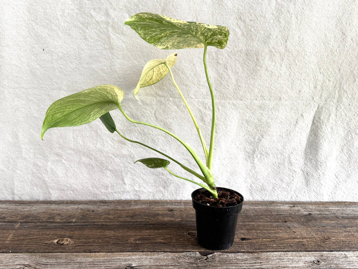Monstera Deliciosa 'White Monster'
