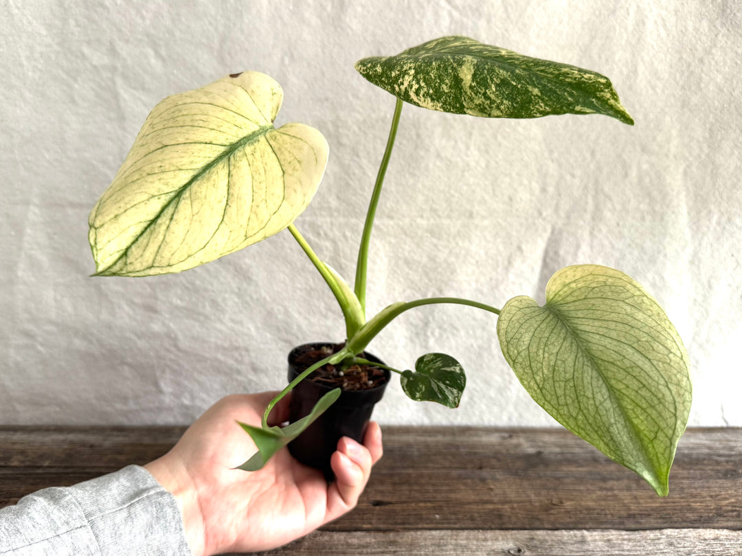 Monstera Deliciosa 'White Monster'