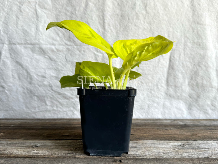 Epipremnum Aureum 'Teruno Champs Elysees'