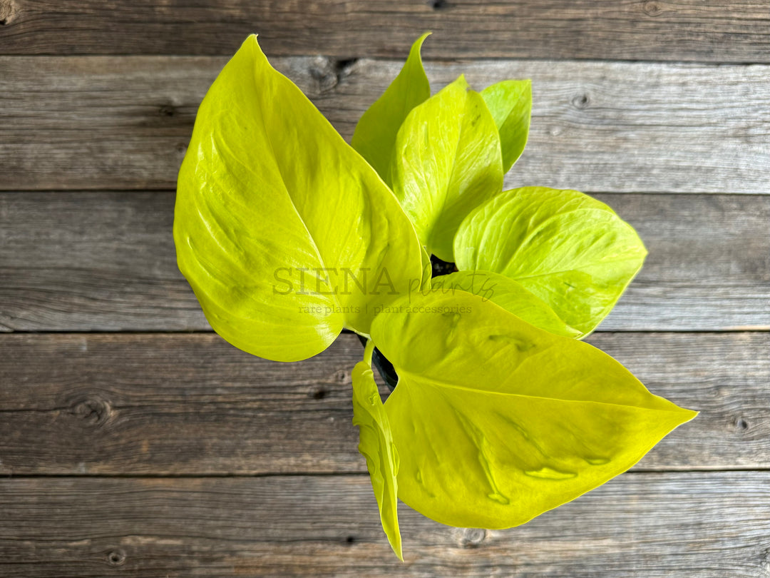 Epipremnum Aureum 'Teruno Champs Elysees'