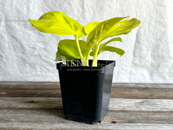 Epipremnum Aureum 'Teruno Champs Elysees'