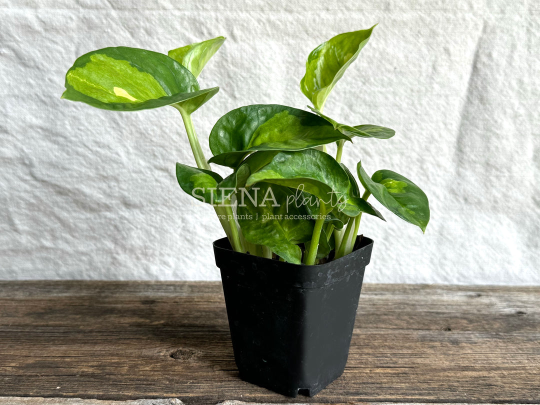 Epipremnum Aureum 'Global Green'