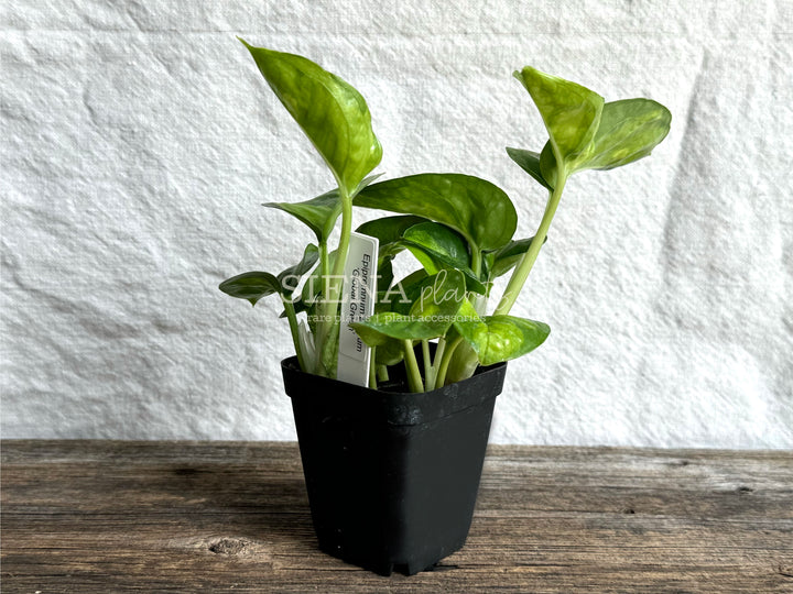 Epipremnum Aureum 'Global Green'