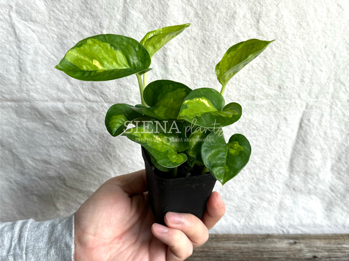 Epipremnum Aureum 'Global Green'