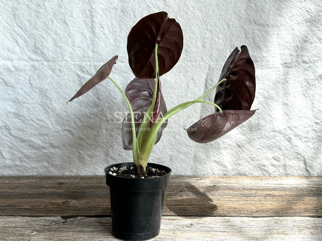 Alocasia Cuprea 'Red Secret'