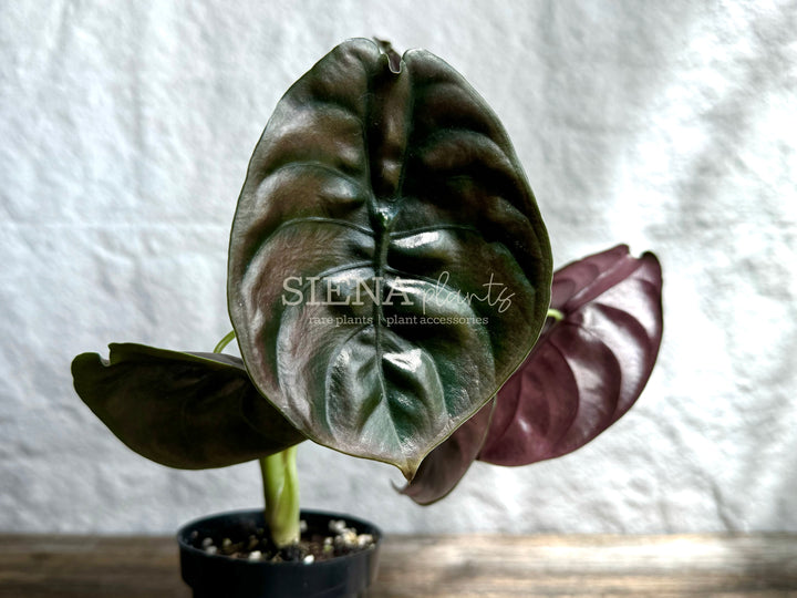 Alocasia Cuprea 'Red Secret'