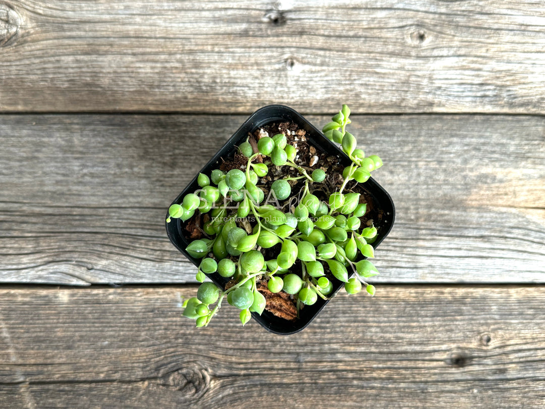 Senecio Rowleyanus 'String of Pearls'