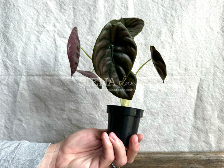 Alocasia Cuprea 'Red Secret'