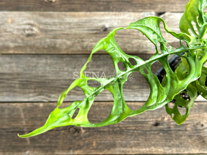 Monstera Obliqua 'Peru'