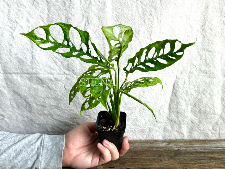 Monstera Obliqua 'Peru'