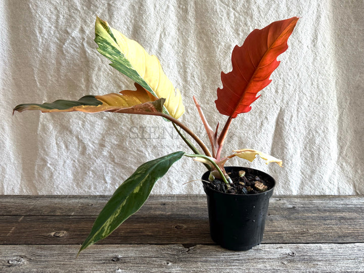 Philodendron Caramel Marble