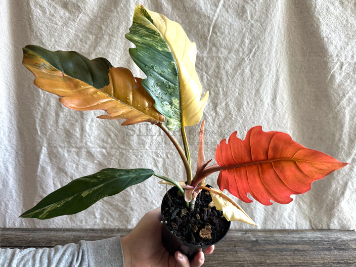 Philodendron Caramel Marble