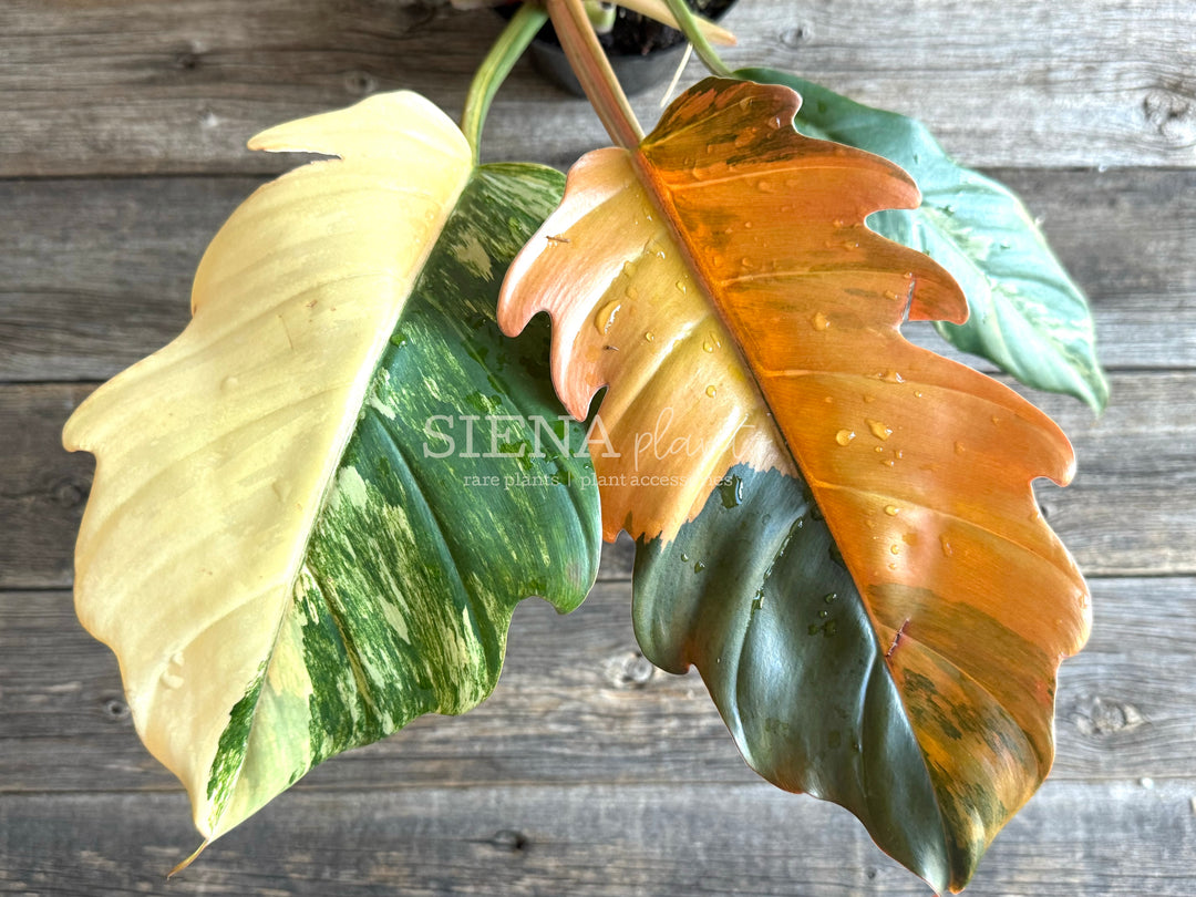 Philodendron Caramel Marble